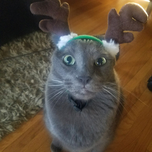 Louie likes Christmas.12.17.01