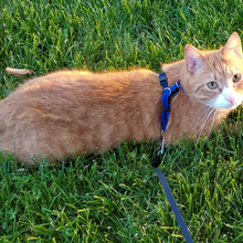 Melvin in the Grass.06.17.01