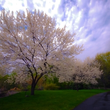 Spring Blossoms.05.15.01