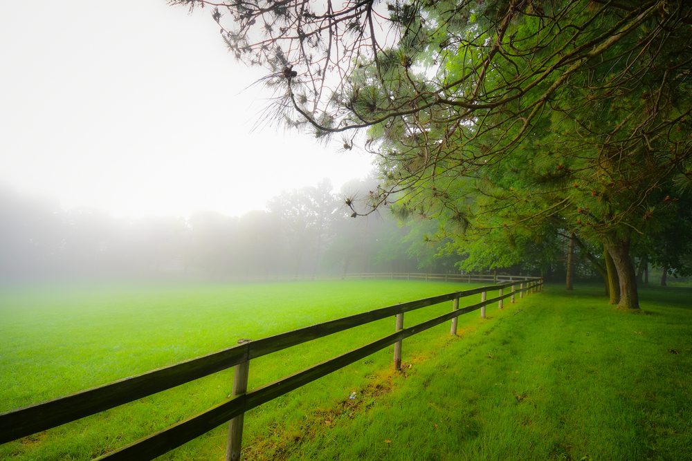 Foggy Morning 06.07.01