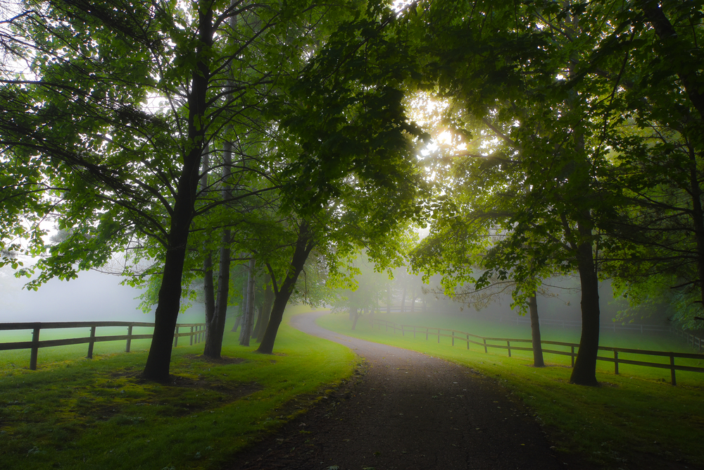 Foggy Morning 06.07.02