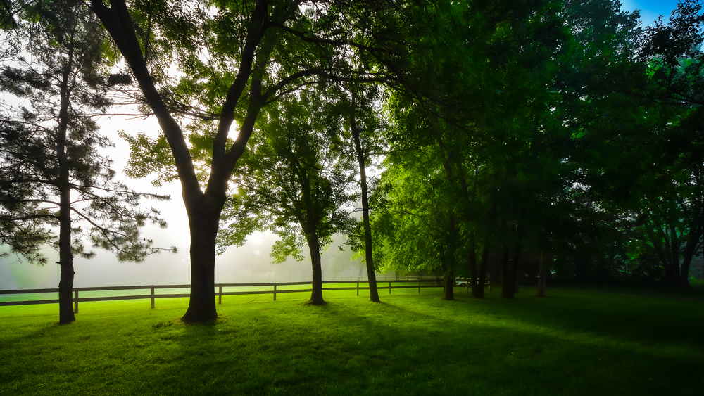 Foggy Morning 06.07.03