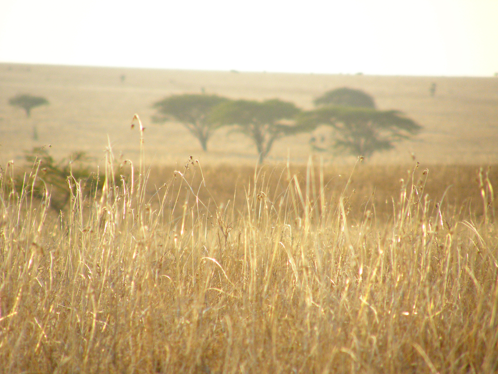 Kenya.06.07.03