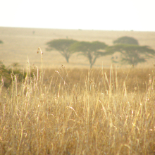 Kenya.06.07.03
