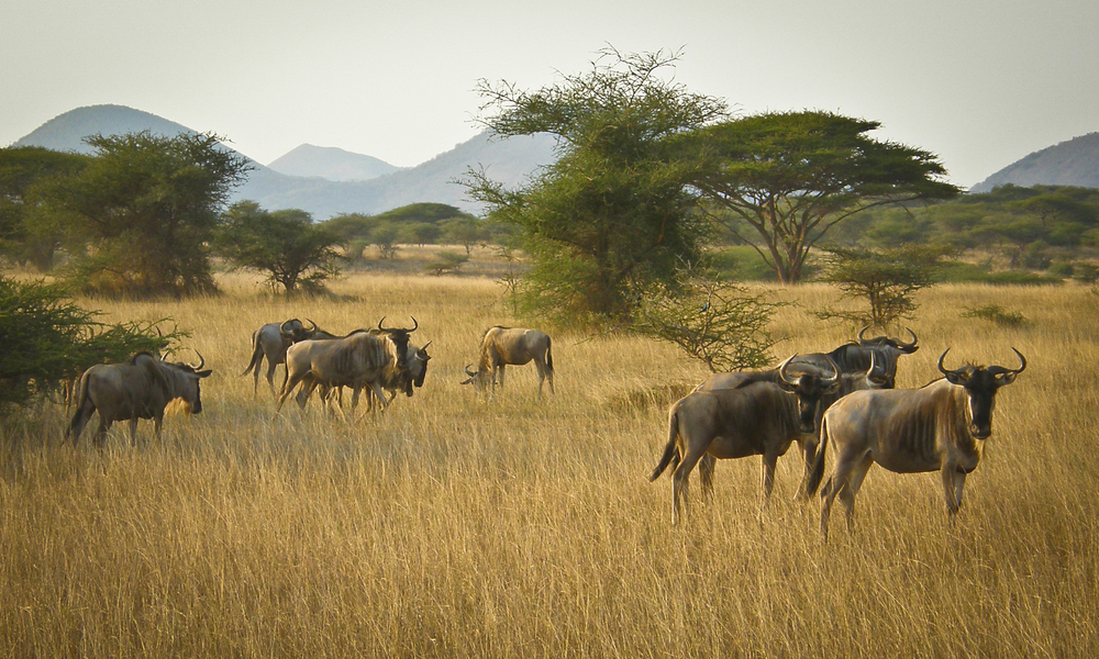 Kenya.06.07.04