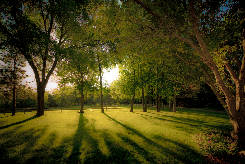 Summer Morning.06.15.01