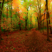 Walk in Whitney Woods.10.22.04