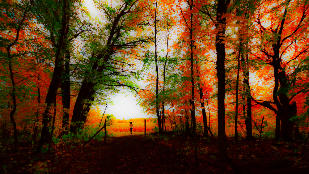 Walk in Whitney Woods.10.22.06