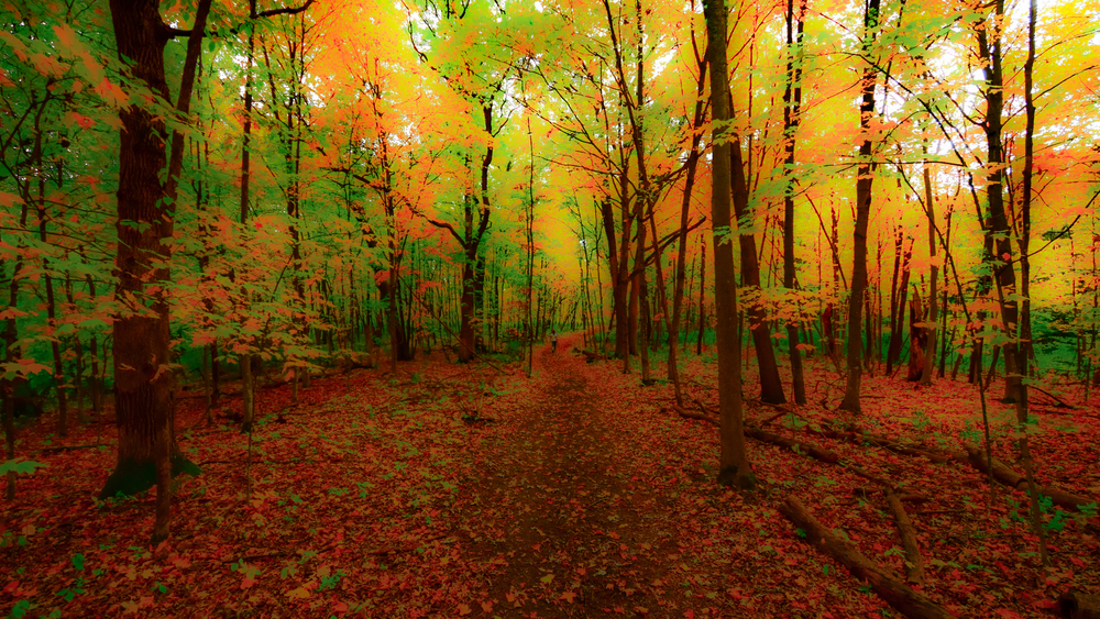 Walk in Whitney Woods.10.22.04
