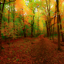 Walk in Whitney Woods.10.22.04